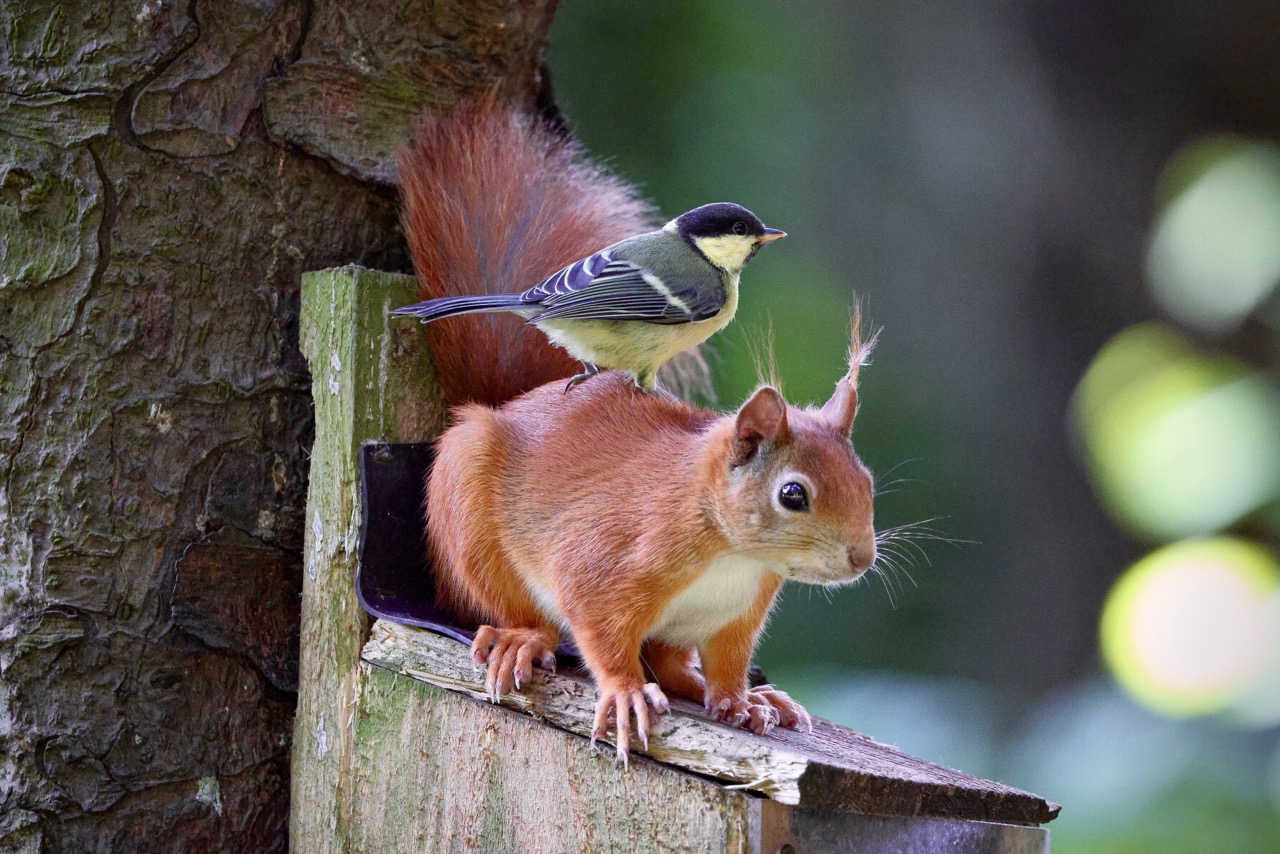 Image: Red Squirrel & Great Tit on back