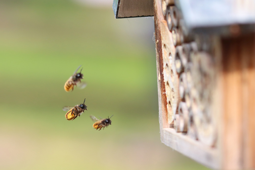 Image: Red mason bees in flight
