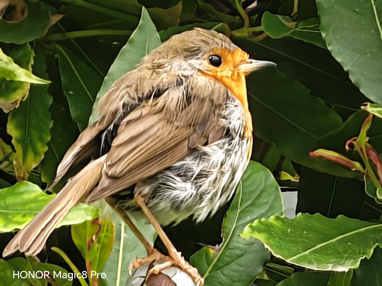 Image: Robins Rest