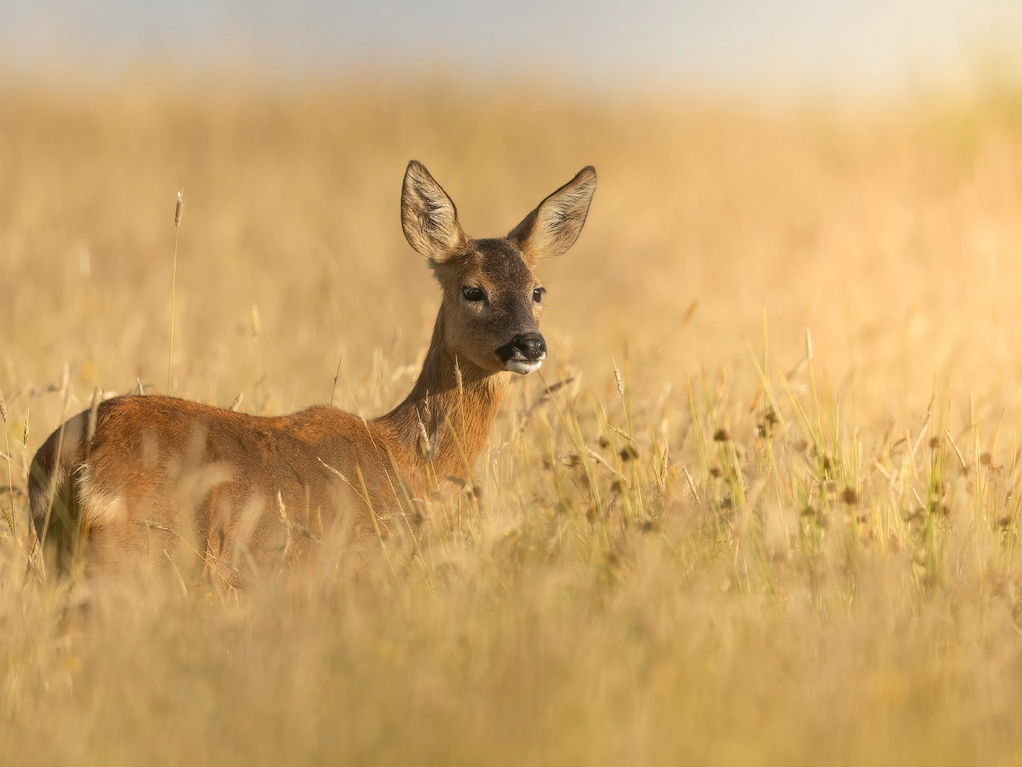 Image: Roe deer in the evening light