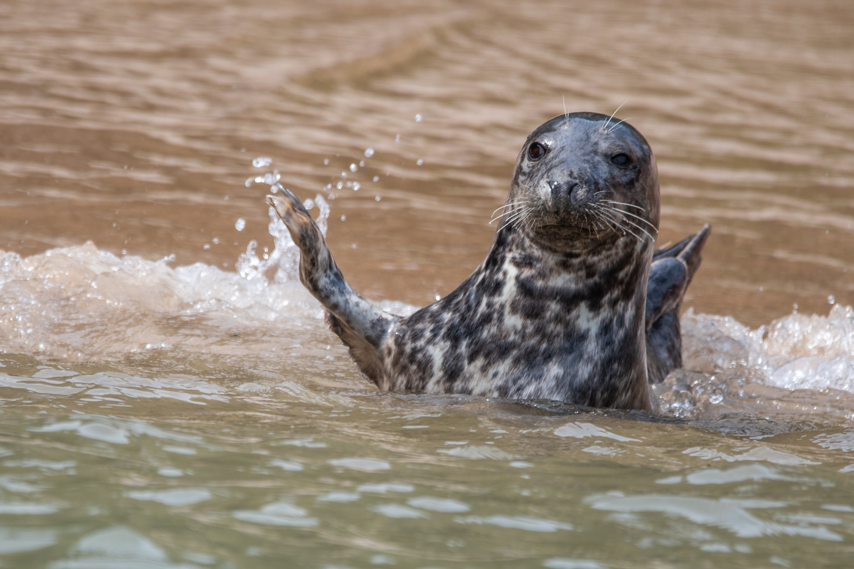 Image: Seal of Approval