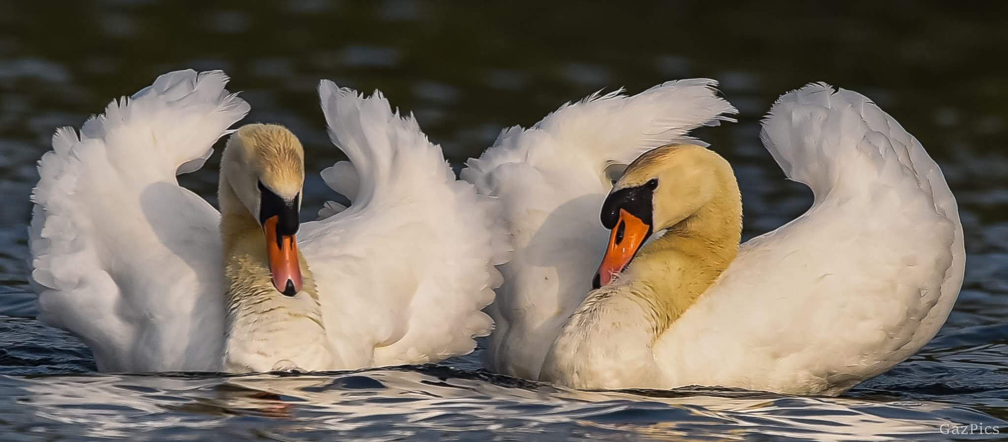 Image: Showy Swans