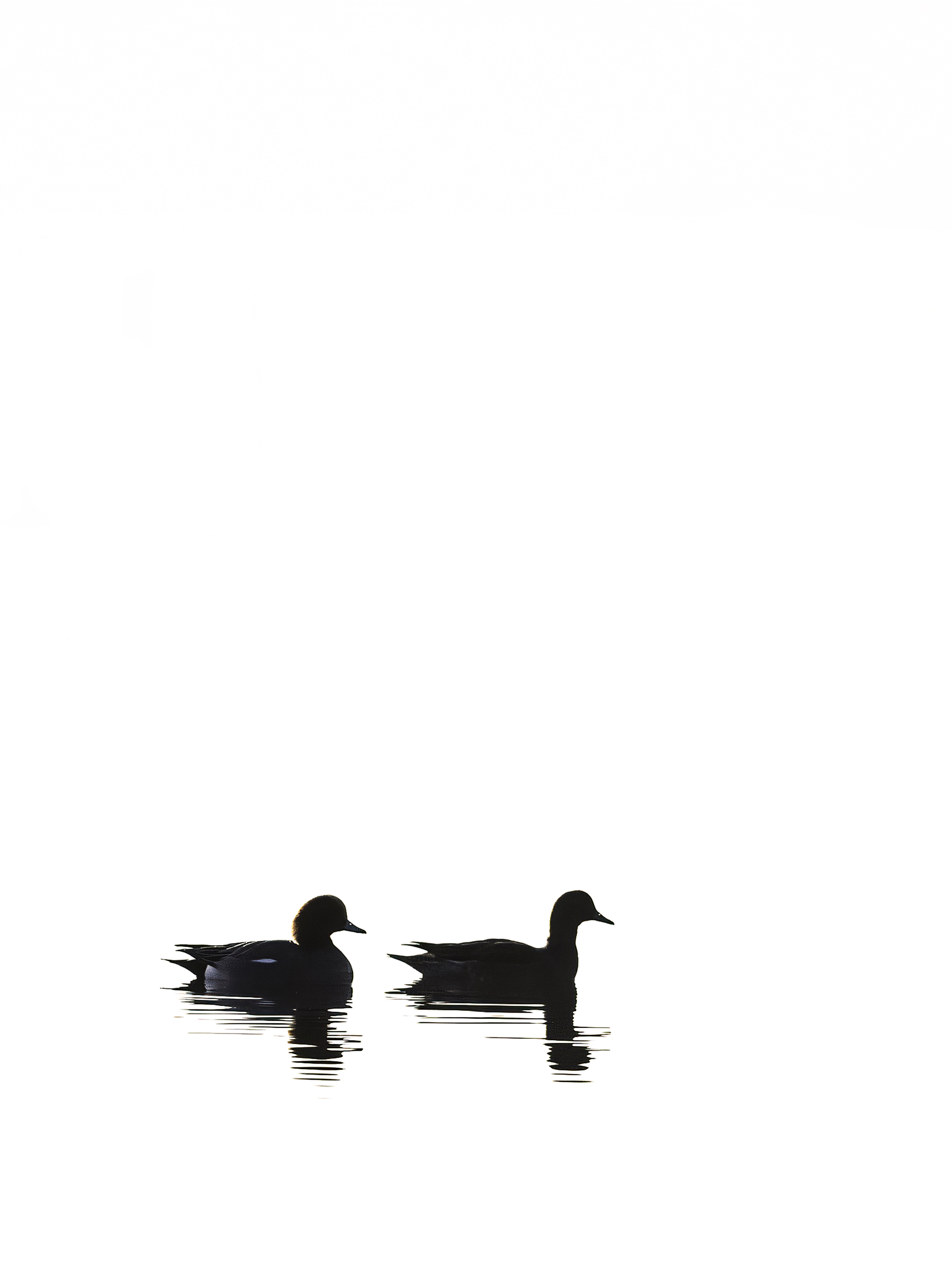 Image: Simply Ducks