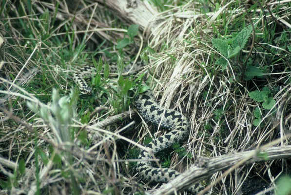 Image: Snake in the Grass