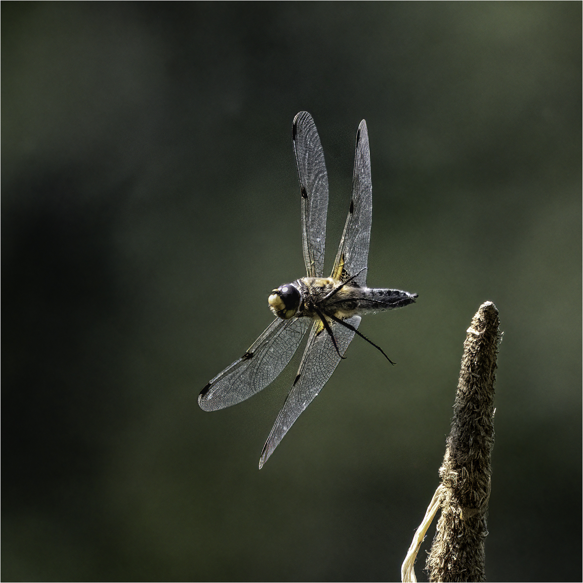 Image: Spotted Chaser Taking Off