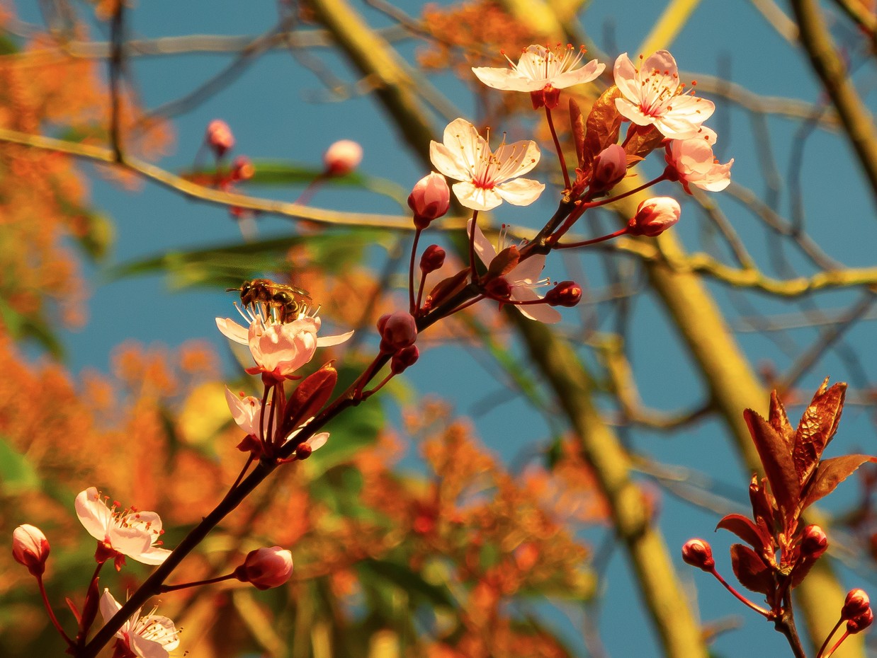 Image: Springs sweet nectar