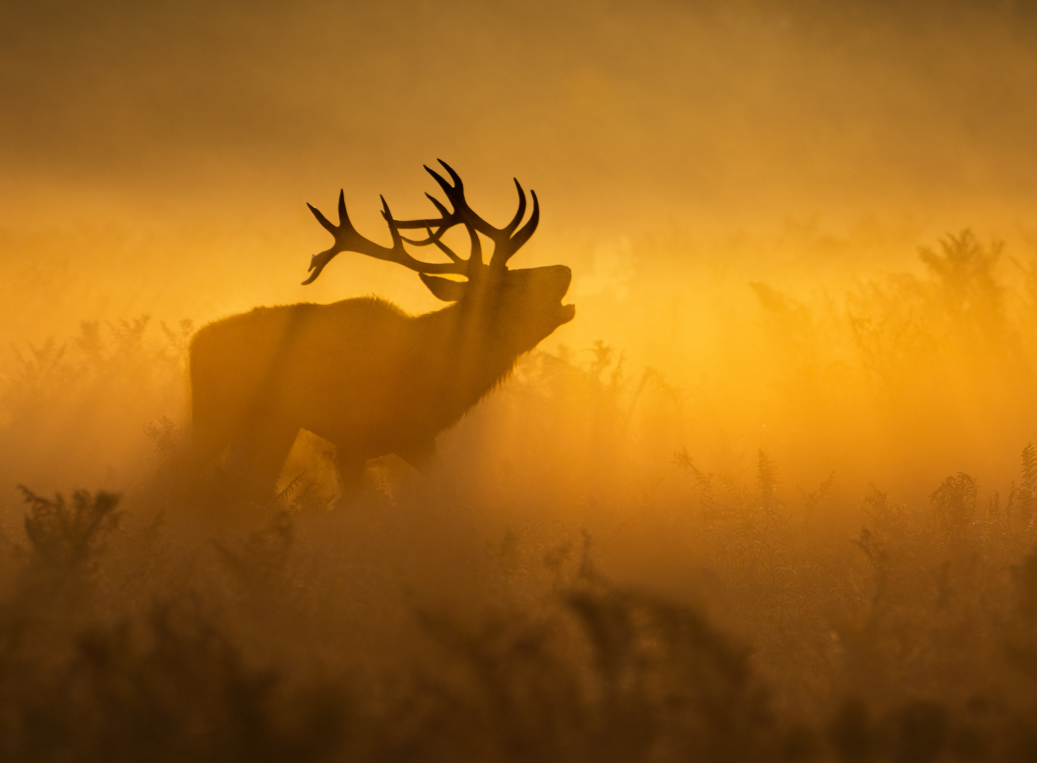 Image: Stag at Dawn