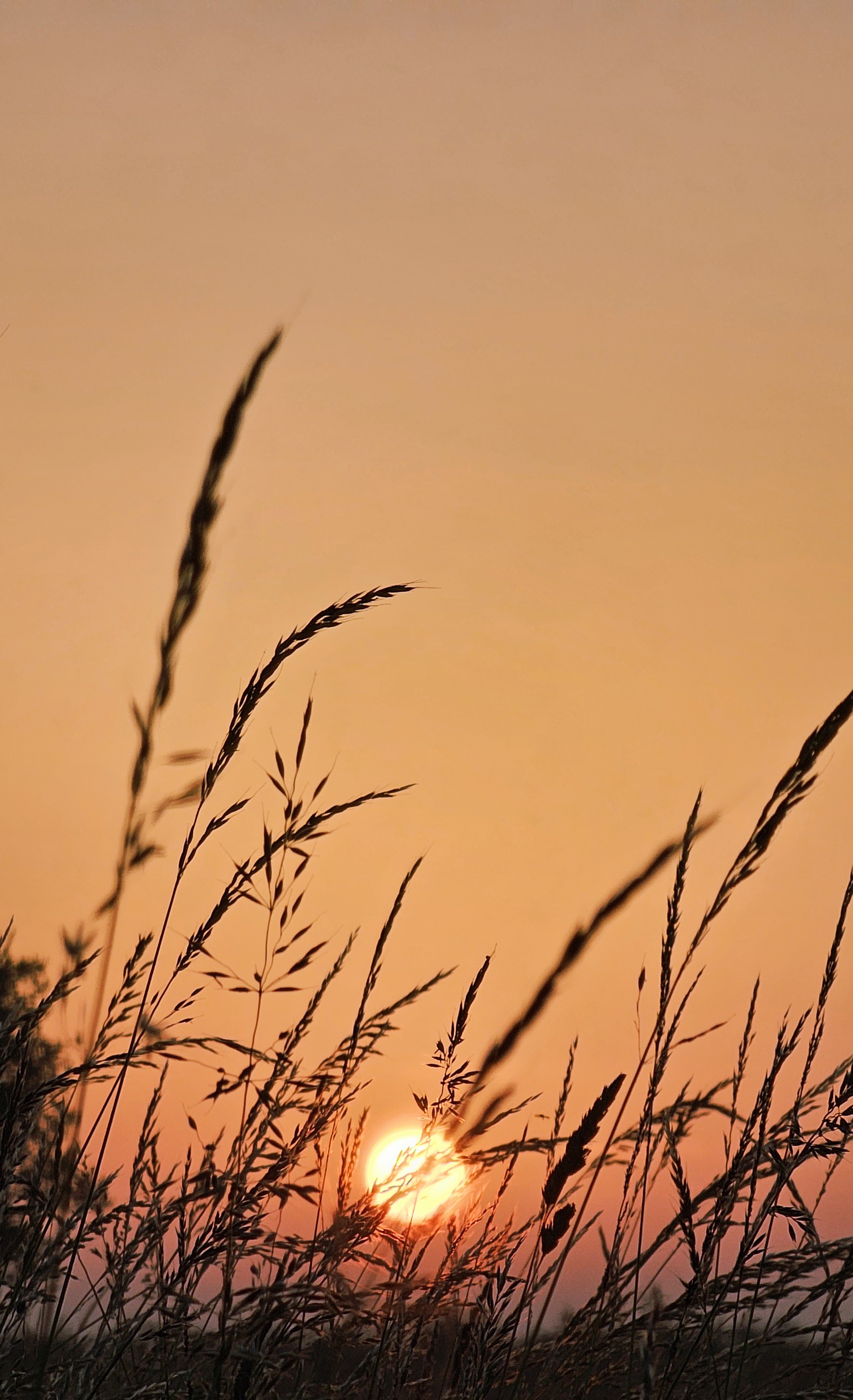 Image: Summer sunrise in Norfolk