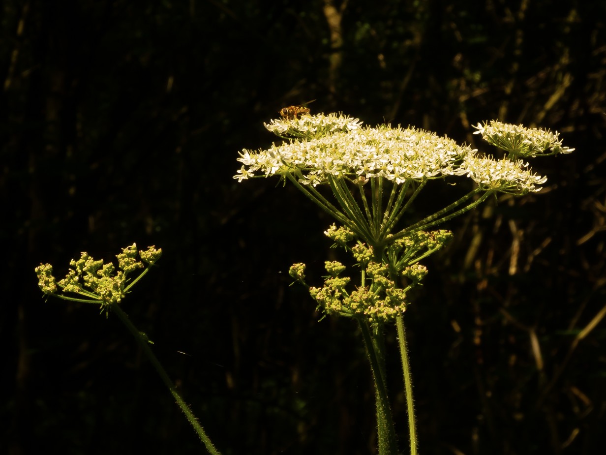 Image: Summers sunlit stage