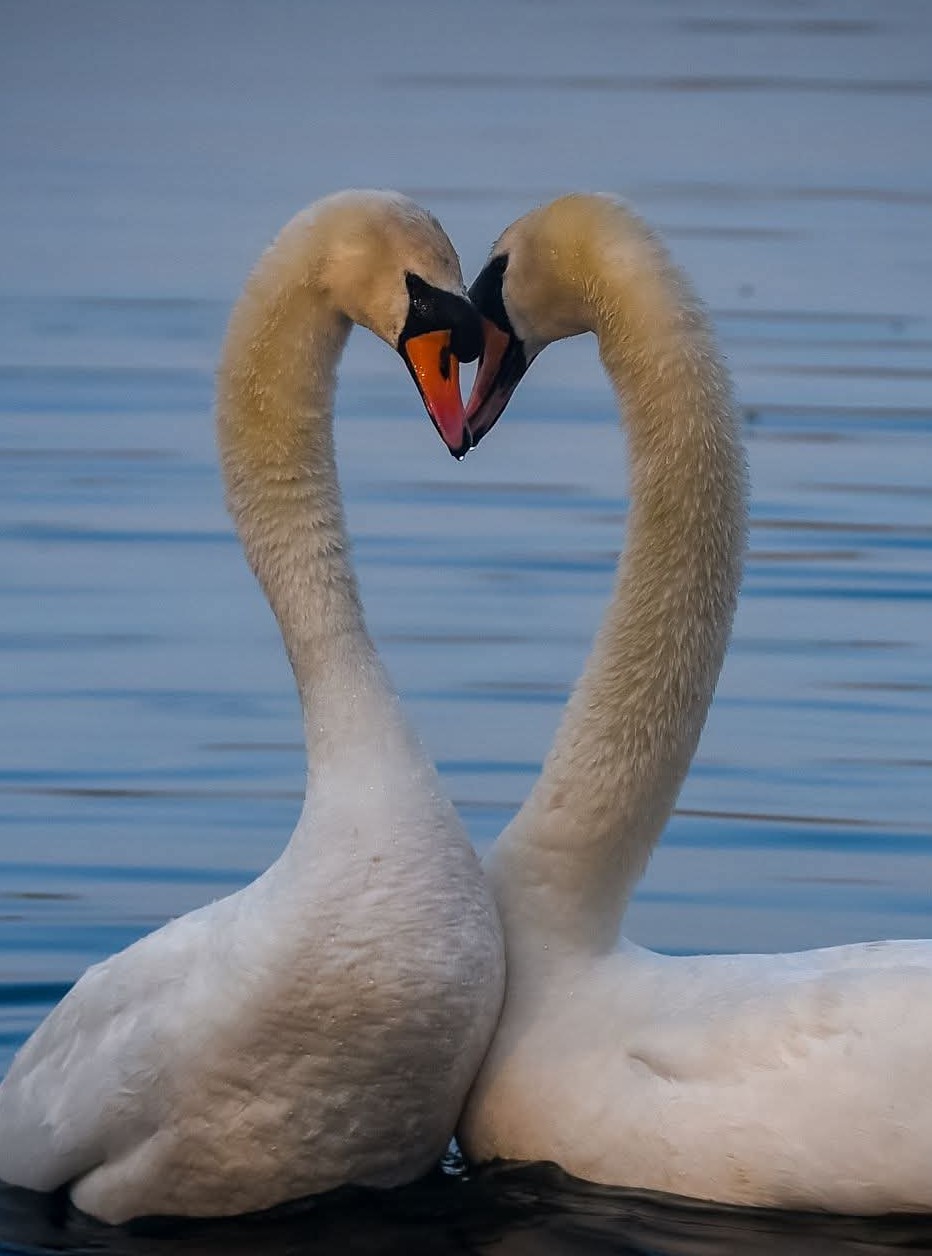 Image: Swan Love ❤️