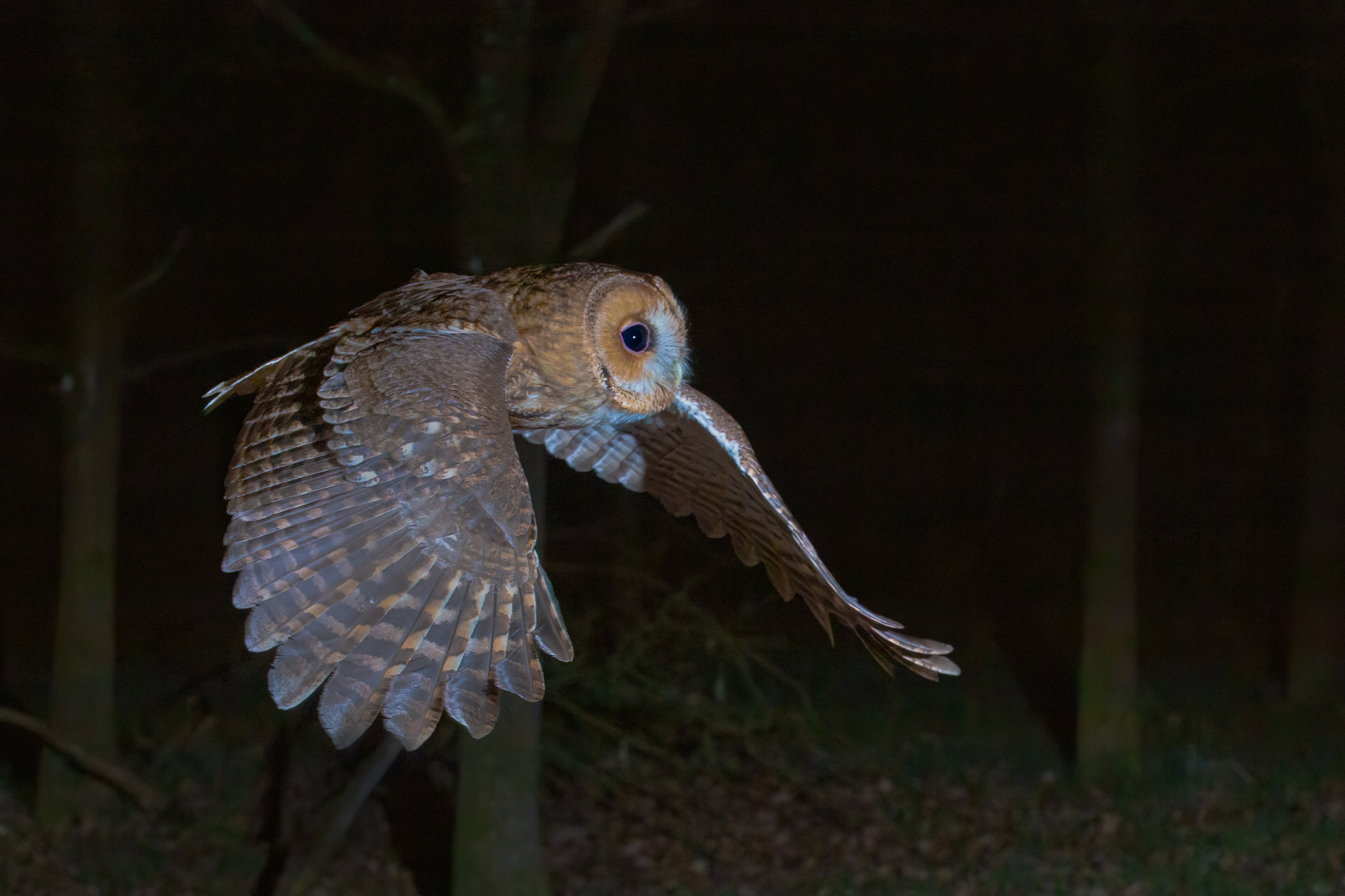 Image: Tawny Owl in flight