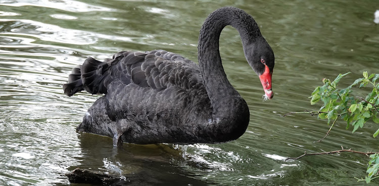 Image: The Black Swan 