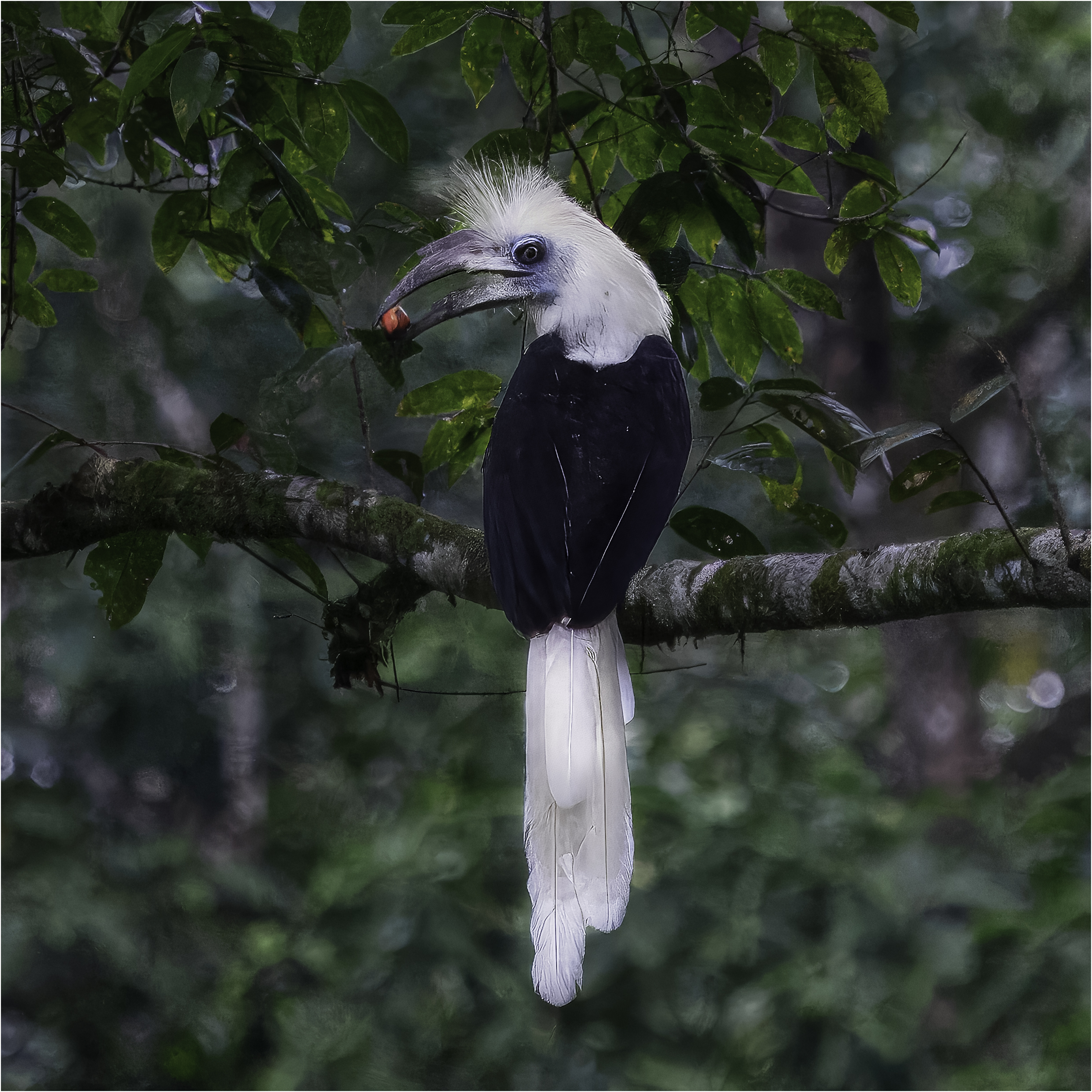 Image: The Ed Stewart Hornbill