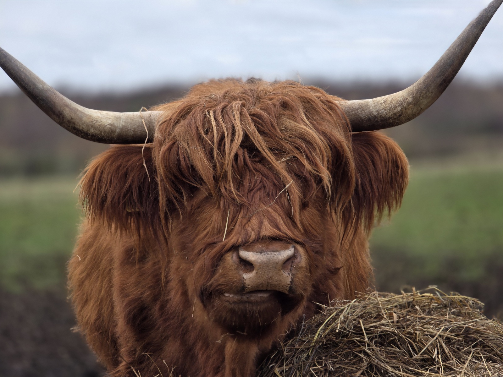 Image: The Highland Coo