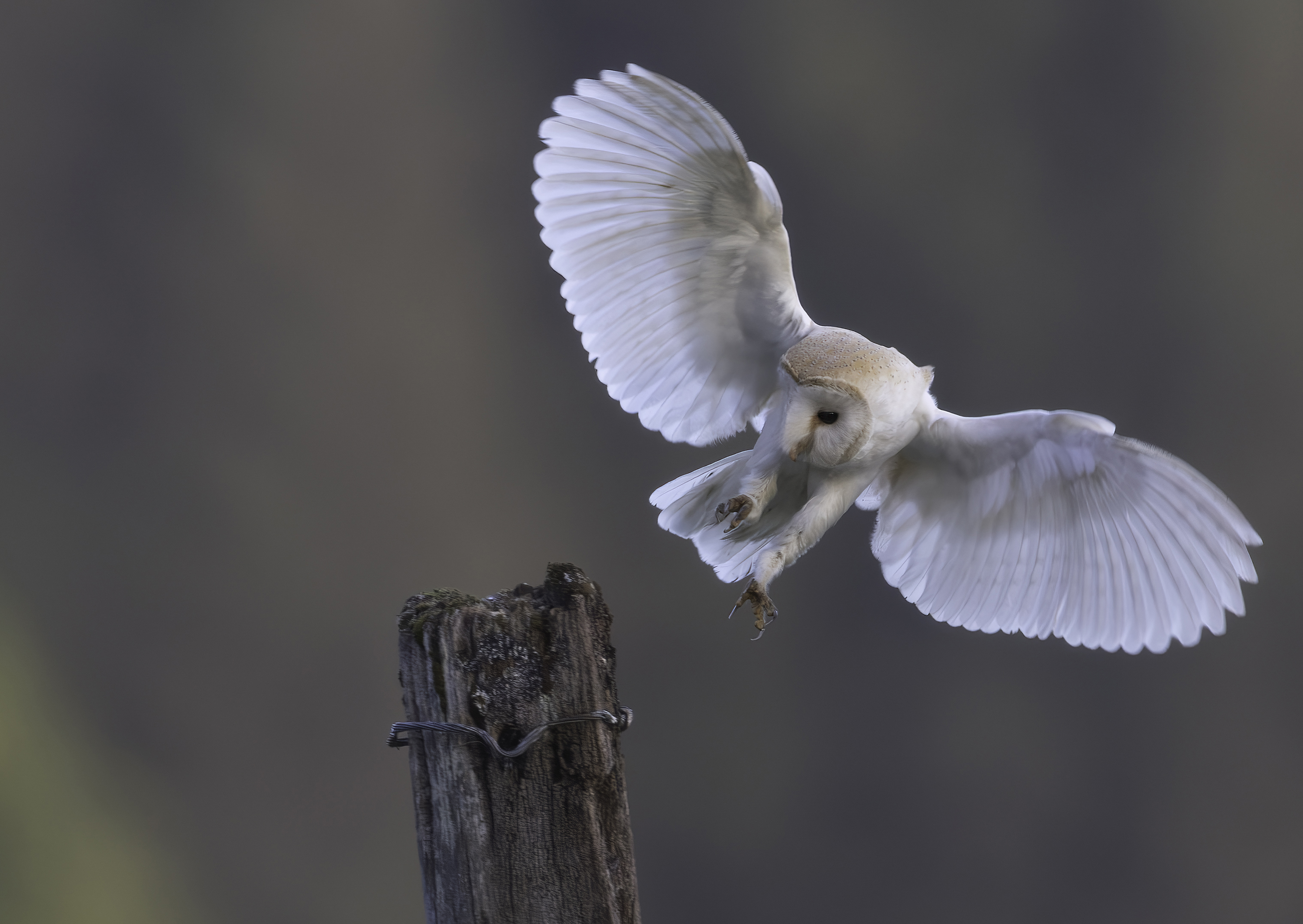 Image: The Landing
