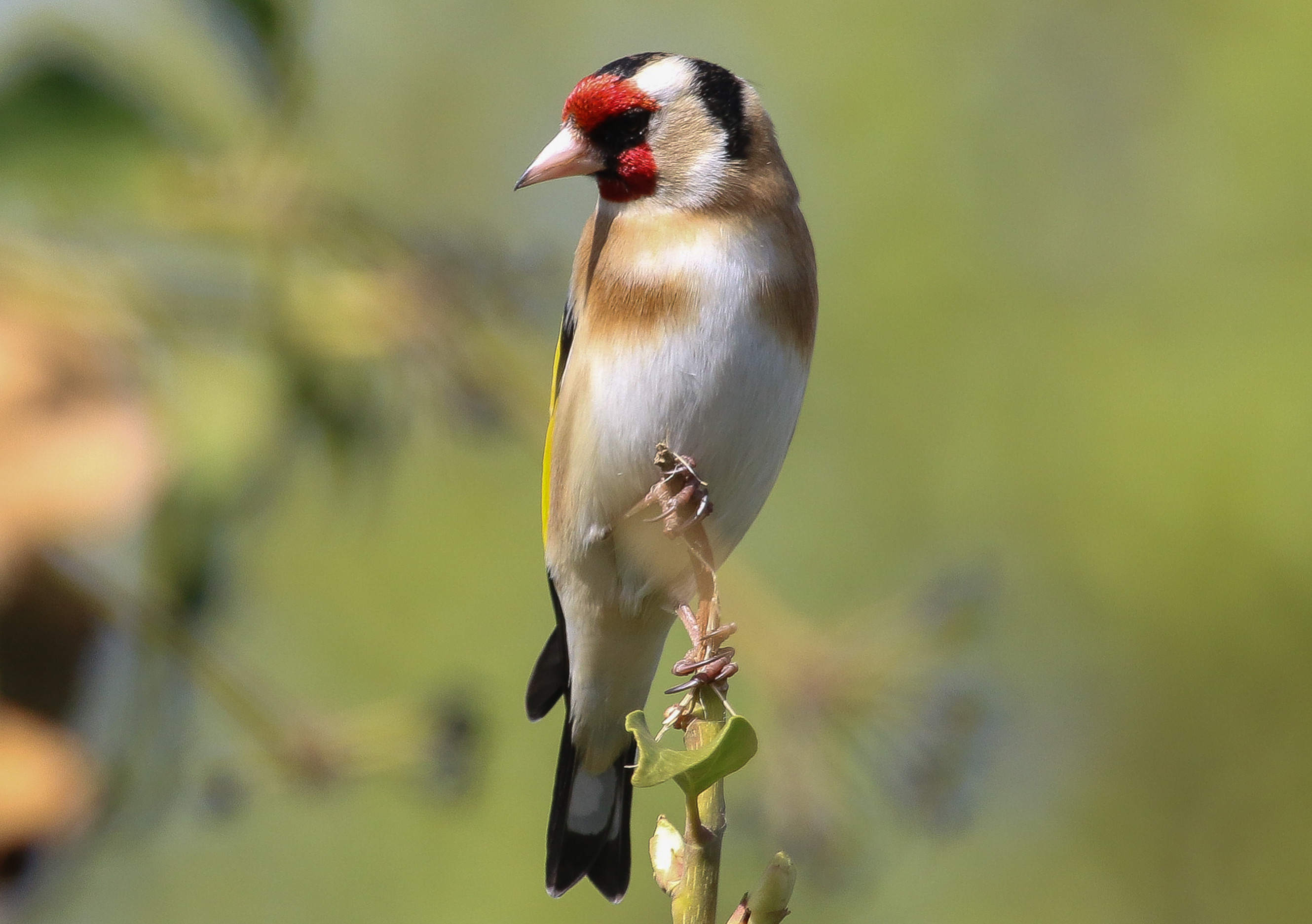 Image: The glorious goldfinch