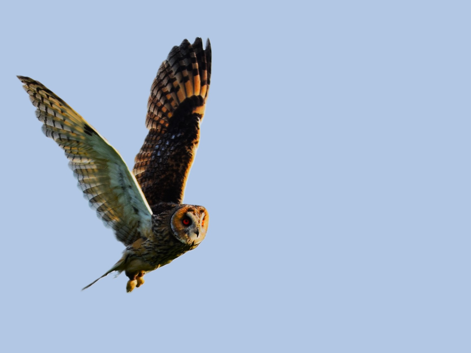 Image: Twit twoo