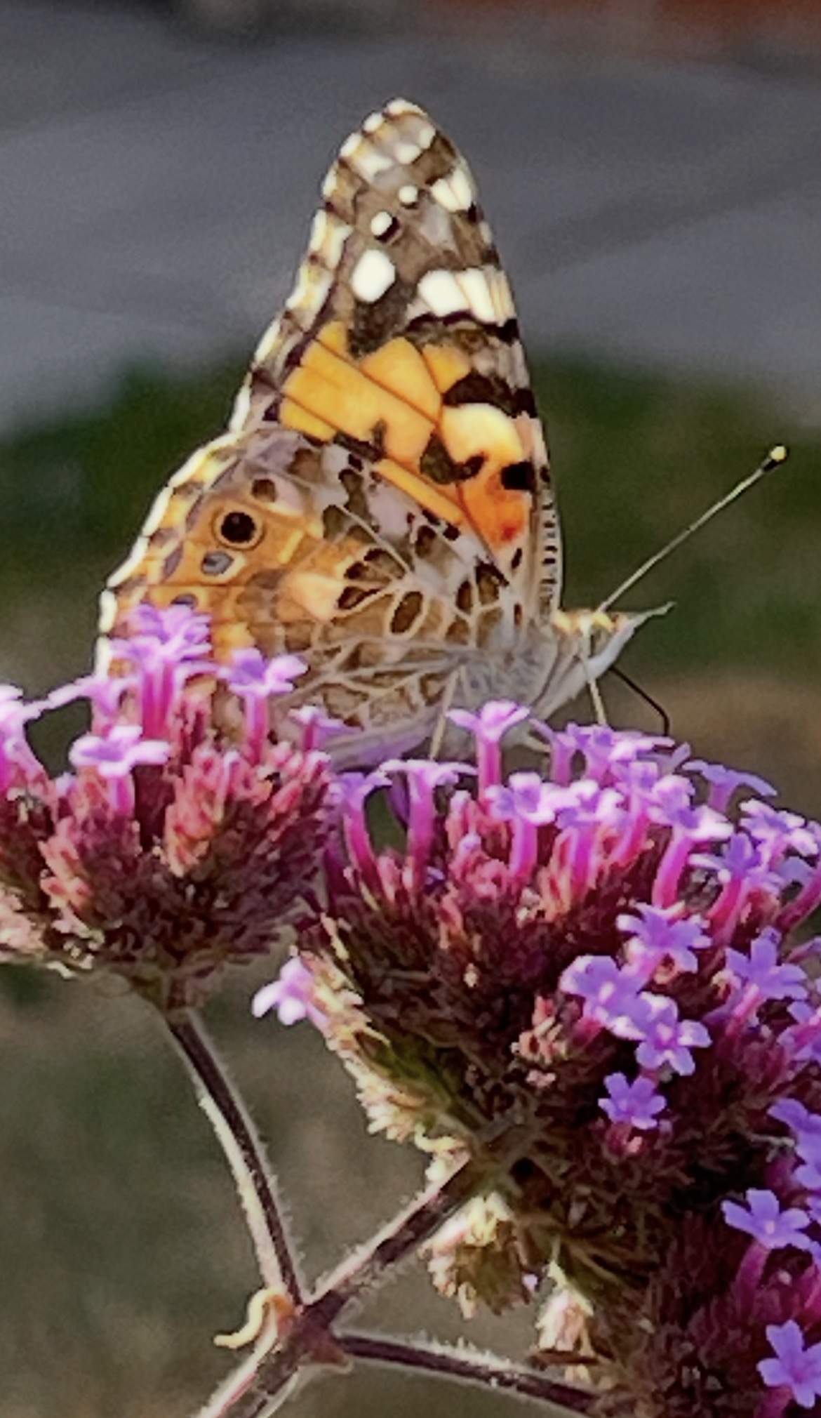 Image: Verbena Beauty