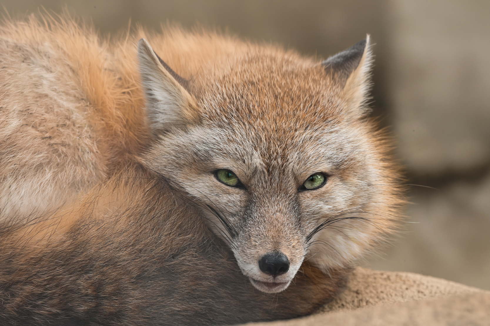 Image: Watching…..
