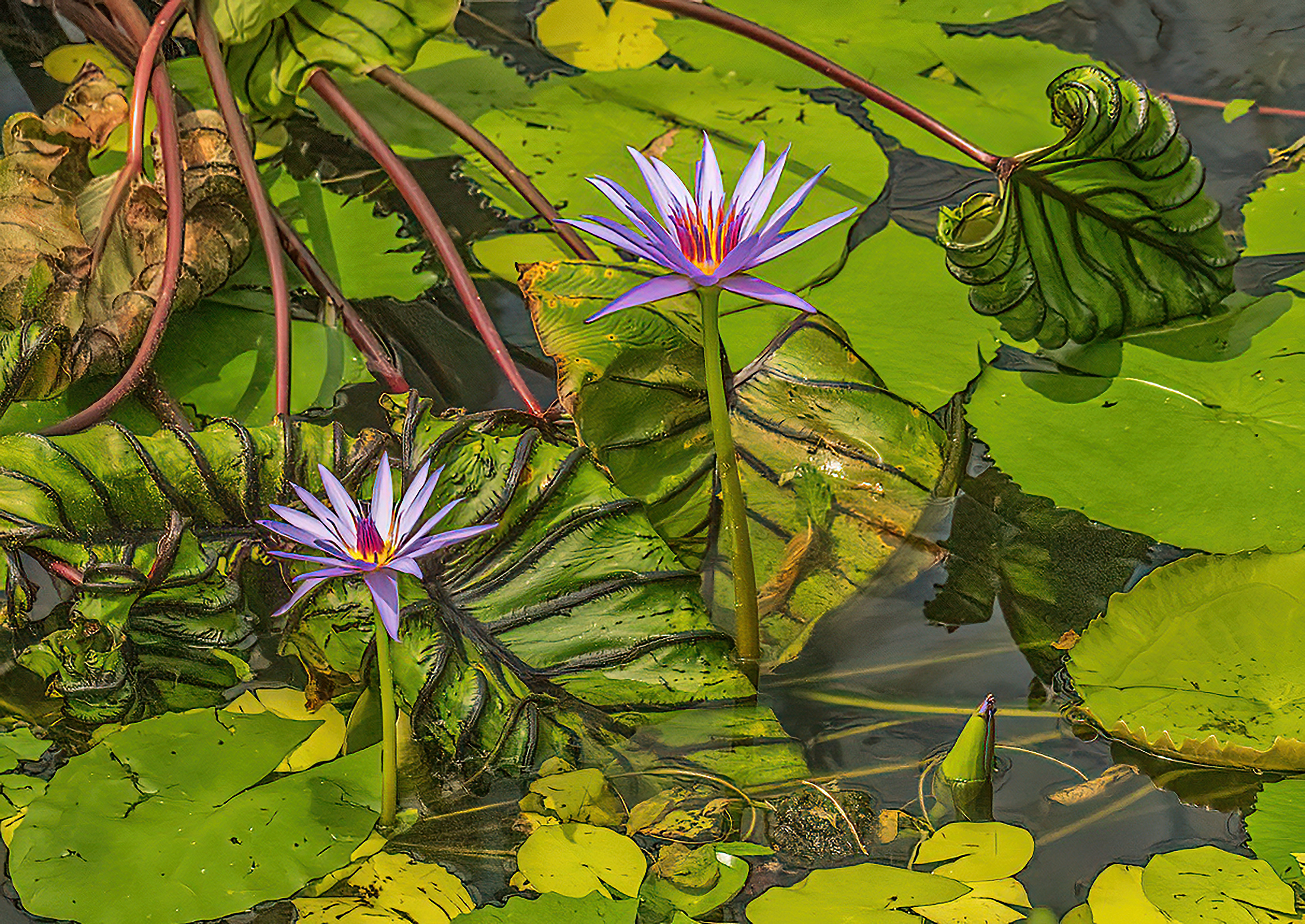 Image: Waterlillies