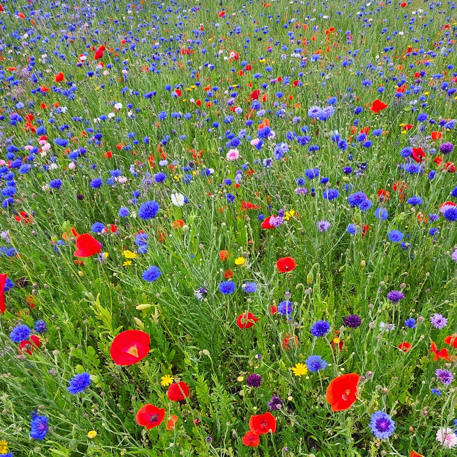 Image: Wild & Wonderful