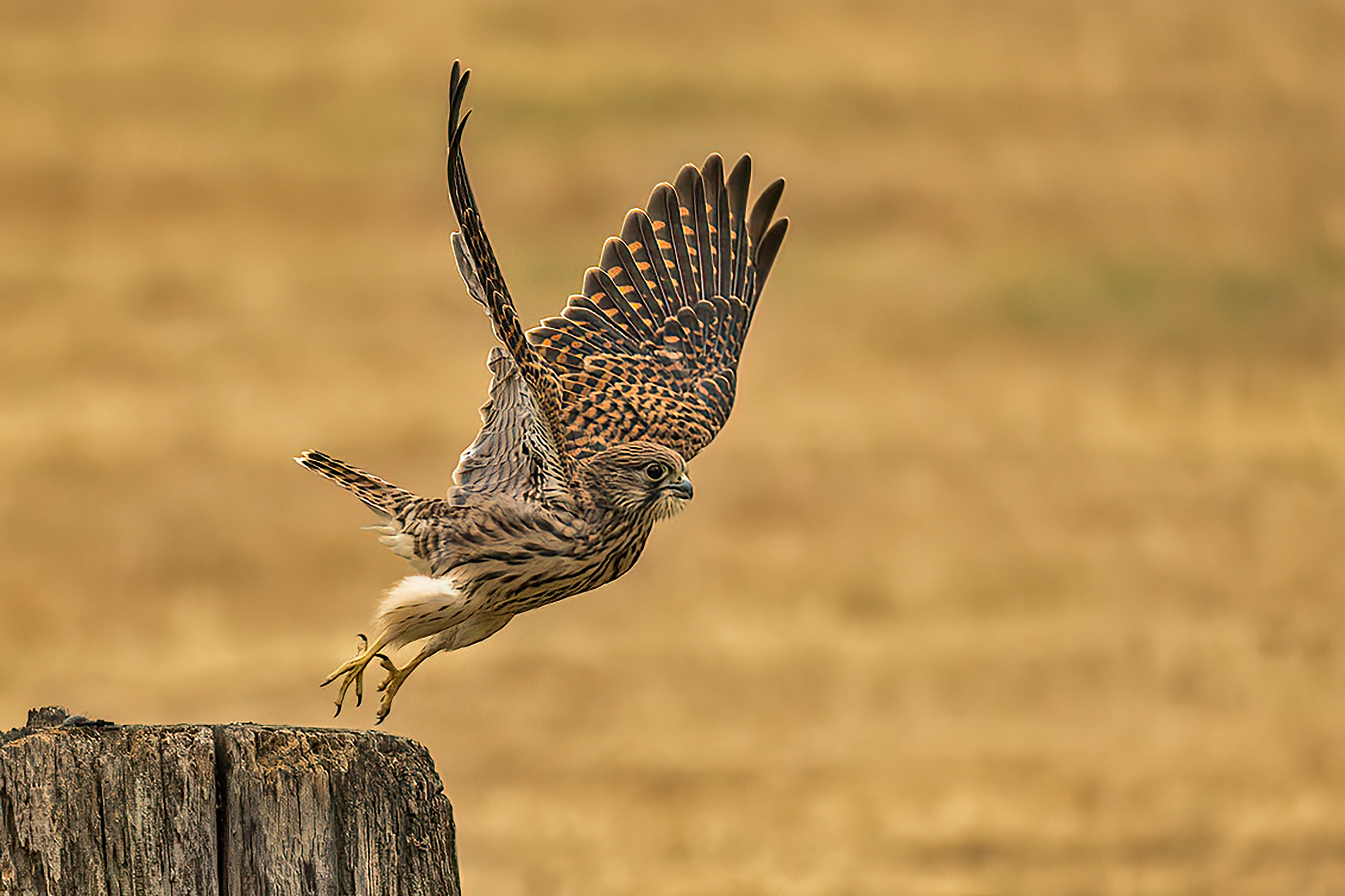 Image: Young Kestrel Taking Off