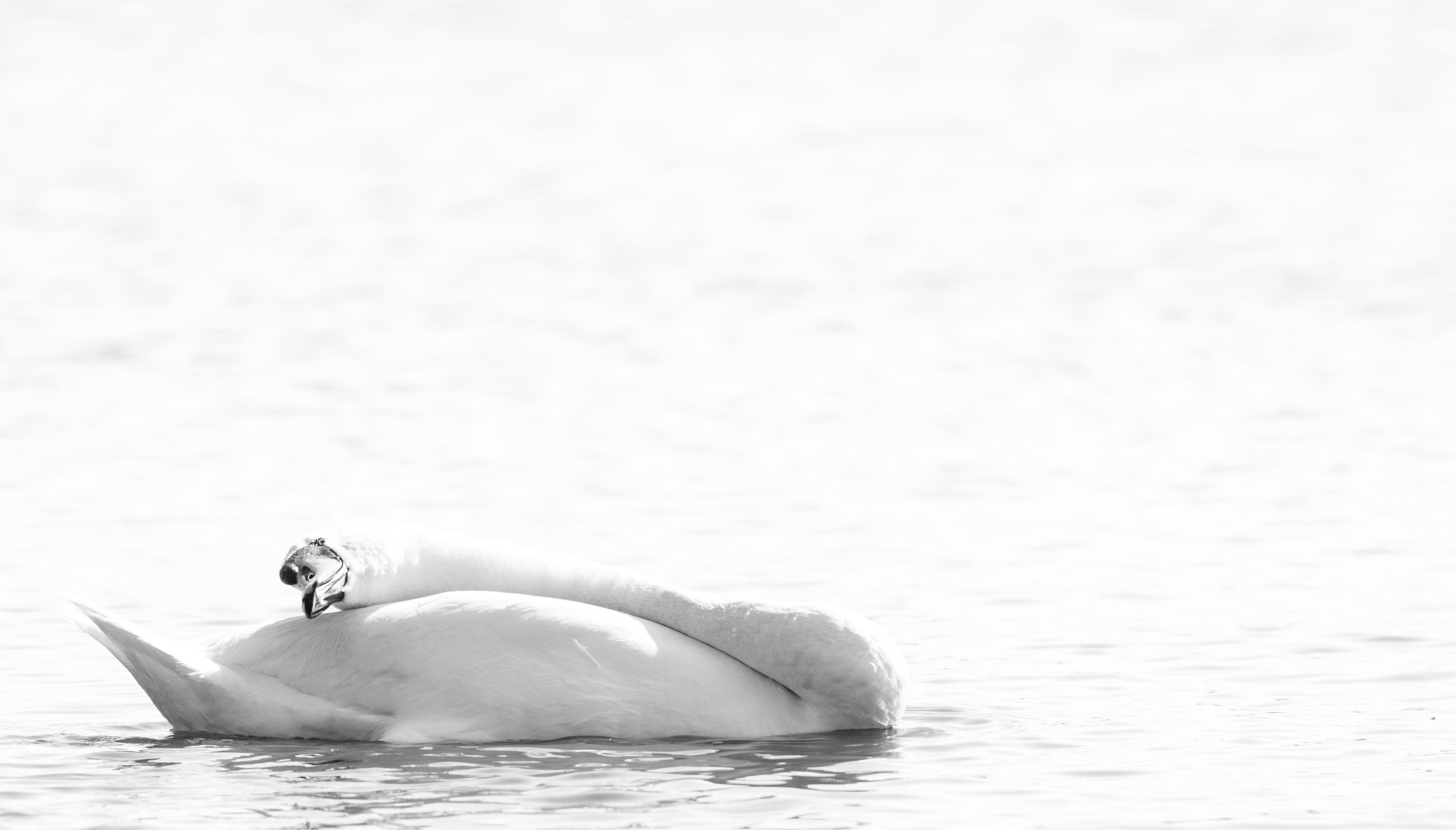 Image: elegant swan 