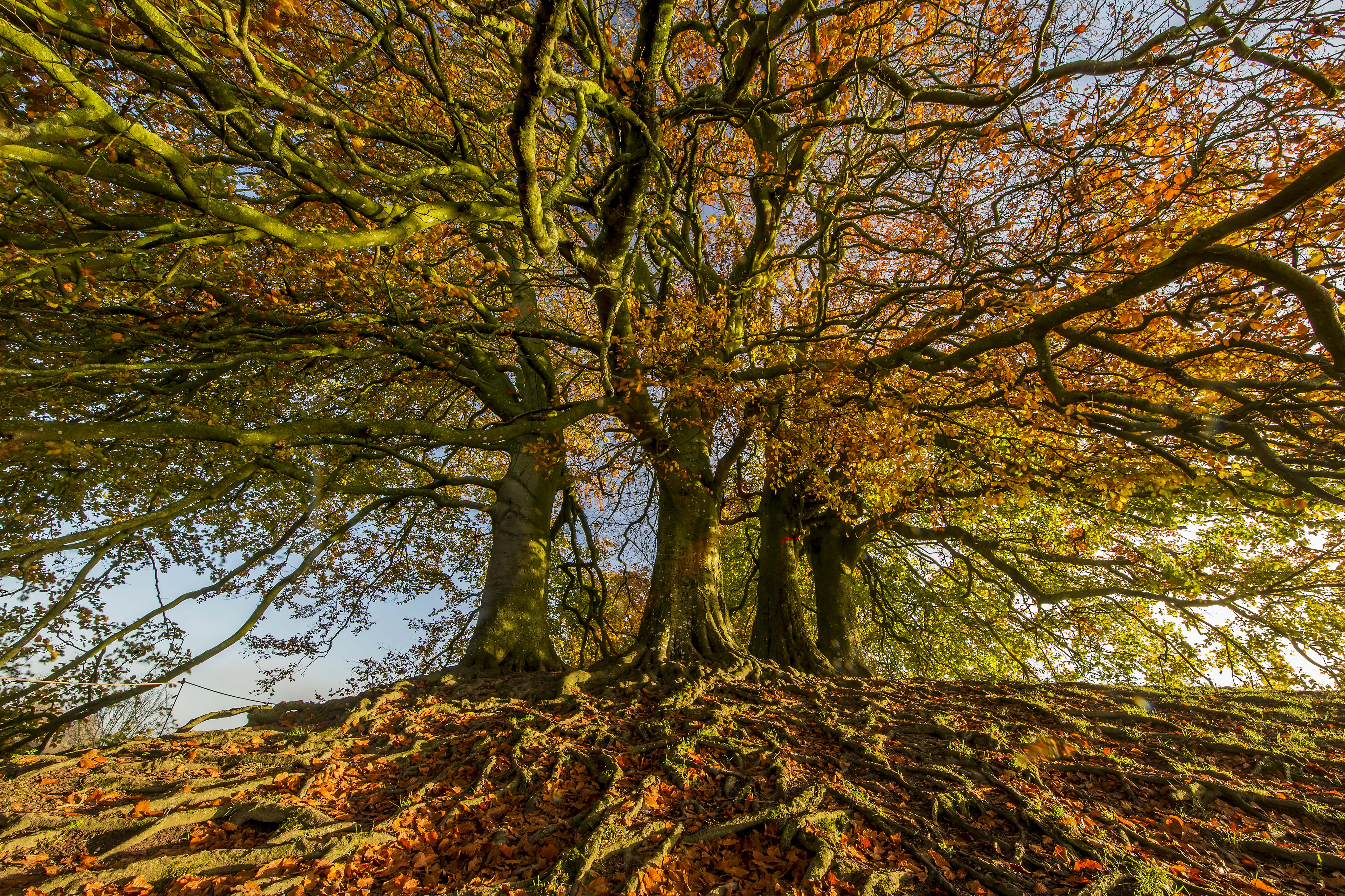 Image: when the roots are deep 